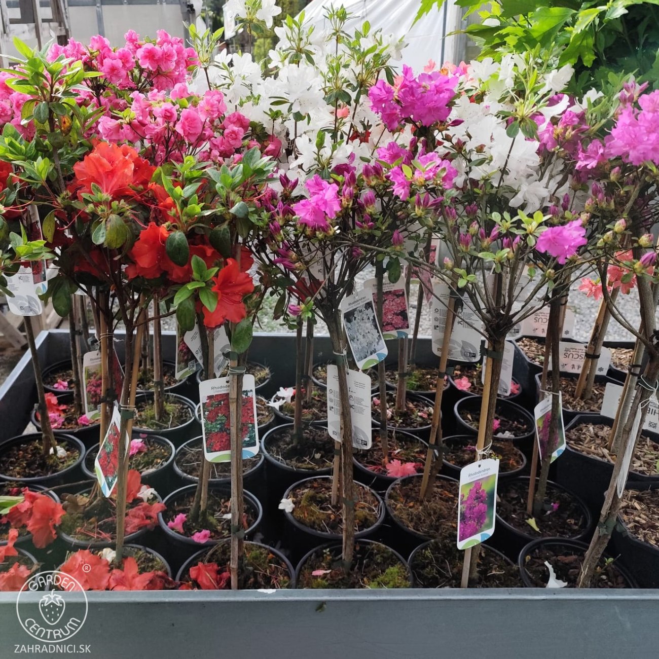 Obrázok Azalka japonská (Azalea japonica) ´PURPLE SPLENDOUR´ - výška 60-70 cm, kont. C2L - NA KMIENKU